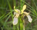 Chamaeiris foetidissima